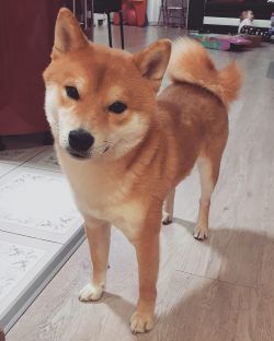 picture of dog