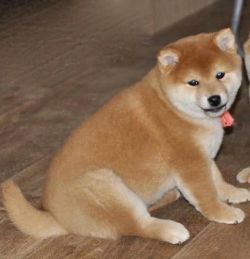 picture of dog