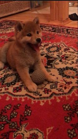 picture of dog