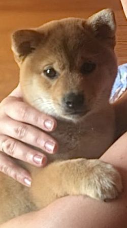 picture of dog