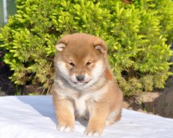 picture of dog