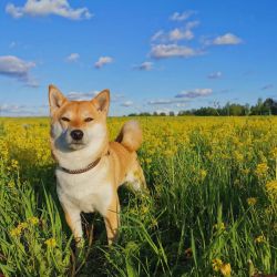 picture of dog