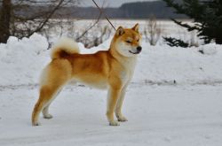 picture of dog