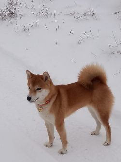 picture of dog