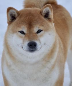 picture of dog