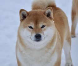 picture of dog