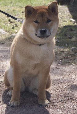 picture of dog