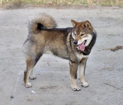 picture of dog