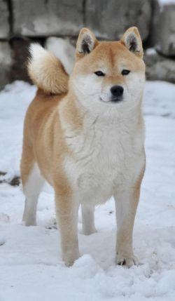picture of dog