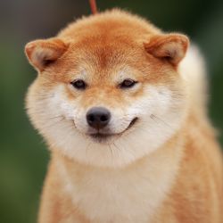 picture of dog
