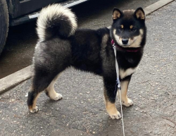 picture of dog