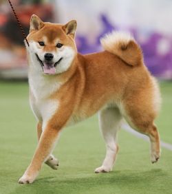 picture of dog