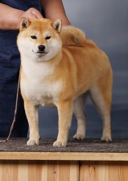 picture of dog