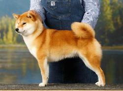 picture of dog