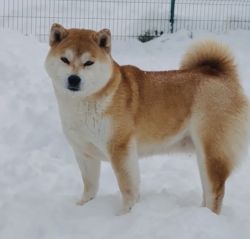 picture of dog