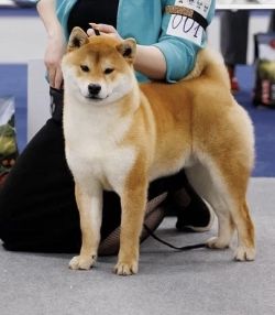 picture of dog