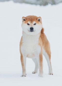 picture of dog