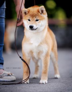 picture of dog