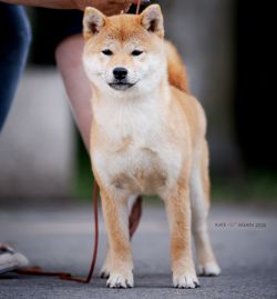 picture of dog
