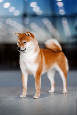 picture of dog