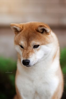 picture of dog