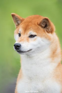 picture of dog