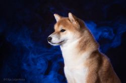 picture of dog