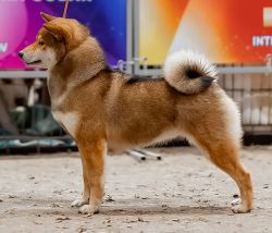picture of dog
