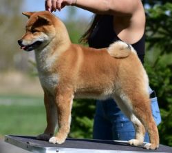 picture of dog