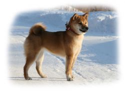 picture of dog