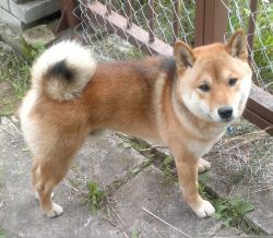 picture of dog