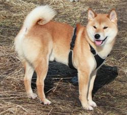 picture of dog