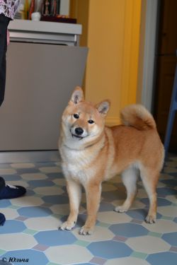 picture of dog