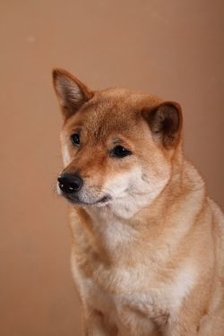 picture of dog