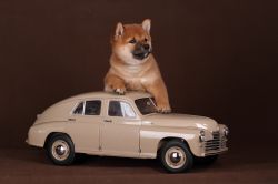picture of dog