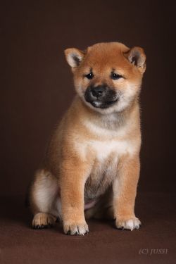 picture of dog