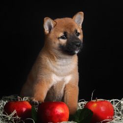 picture of dog