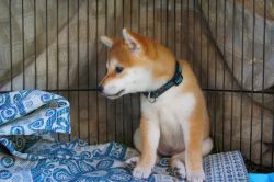 picture of dog