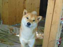 picture of dog
