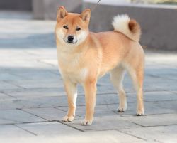 picture of dog