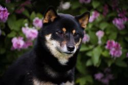 picture of dog