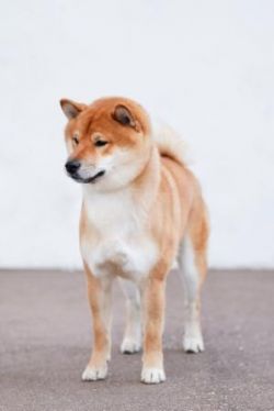 picture of dog
