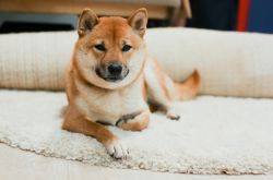 picture of dog