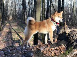 picture of dog