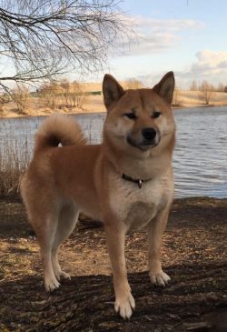 picture of dog