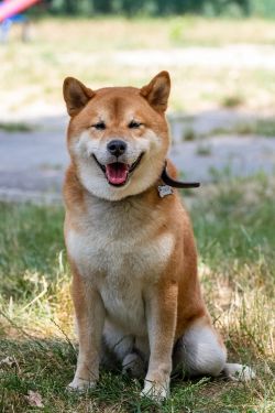 picture of dog