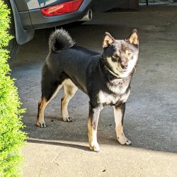 picture of dog