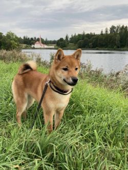 picture of dog