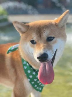 picture of dog