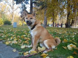 picture of dog